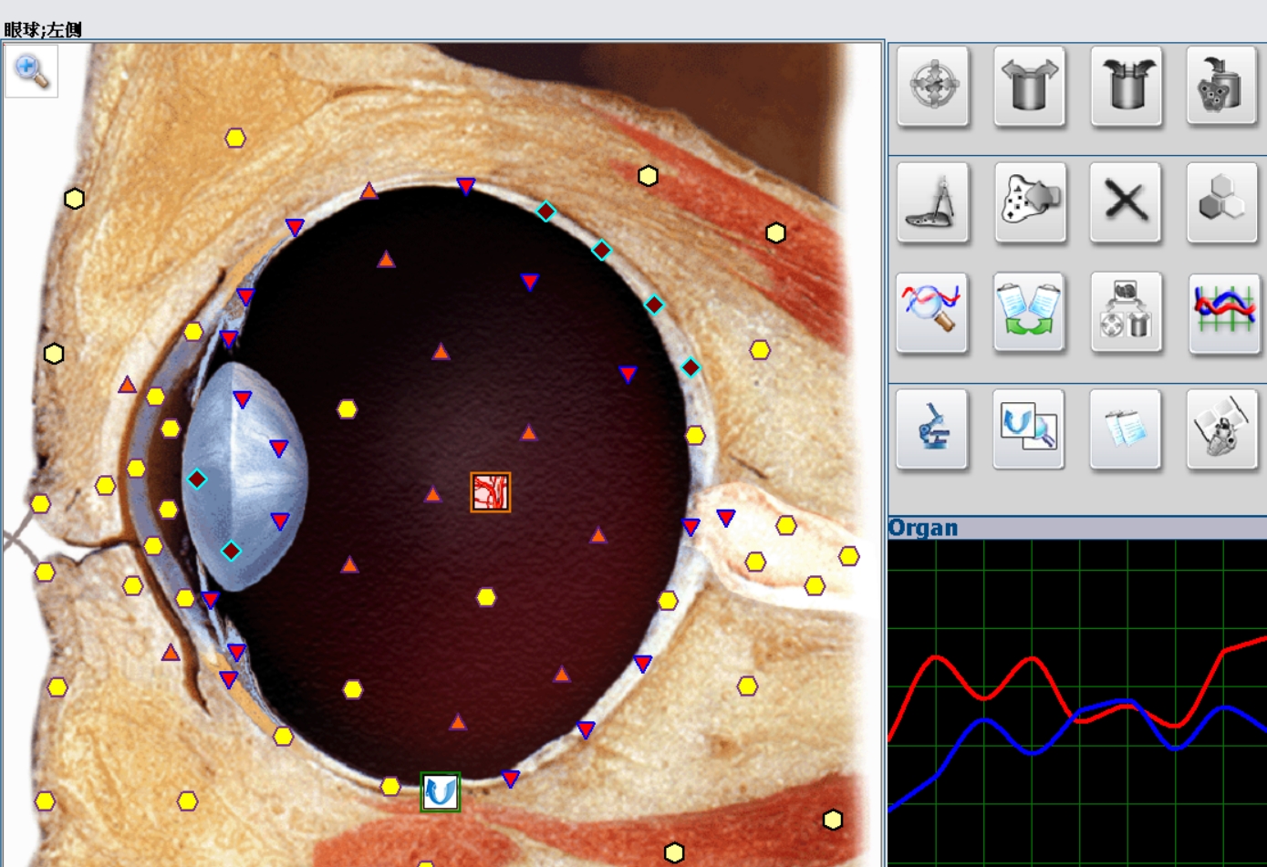 eye_pic-1.jpg